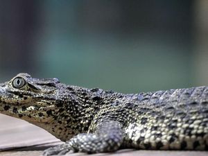 Buaya Peliharaan Mendiang Fidel Castro Gigit Pria Swedia