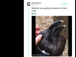 Kelinci atau Burung? Warganet Geger Lihat Ilusi Optik Viral Ini