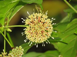 Kementan: RI Negara Utama Produsen dan Eksportir Gambir Dunia