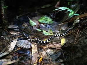 Benarkah Ular Balas Dendam Usai Pasangannya Dibunuh Manusia? Cek Faktanya