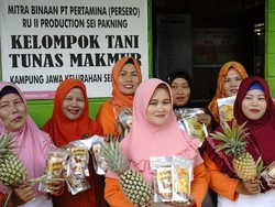 Warga Korban Kebakaran Lahan Gambut di Riau Bangkit dengan Tanam Nanas