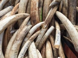 Australia Akan Larang Perdagangan Domestik Gading dan Cula Badak Mulai Akhir 2019