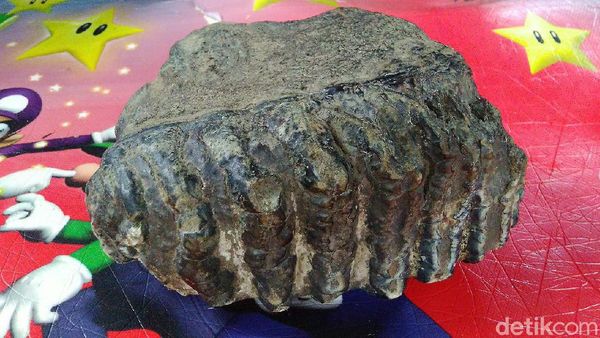 Penampakan Fosil Rahang Gajah Purba di Ciamis