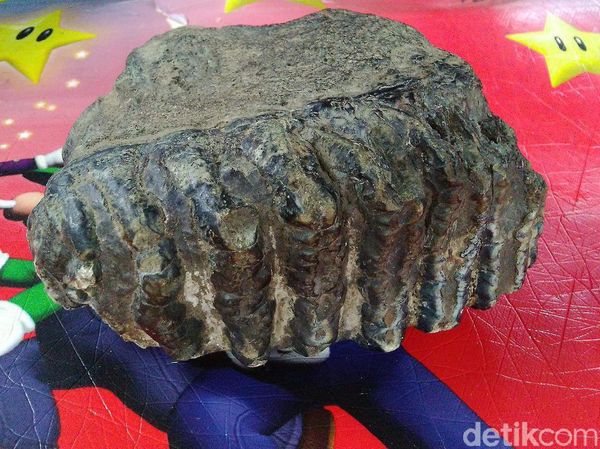 Penampakan Fosil Rahang Gajah Purba di Ciamis