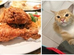Beri Makan Kucing Kelaparan, Pria Ini Ditraktir Makan Orang Tak Dikenal