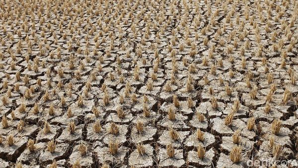 Potret Hamparan Sawah Kering di Kabupaten Bekasi