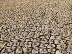 Musim Kemarau, 12 Kecamatan di Sukabumi Rentan Kekeringan