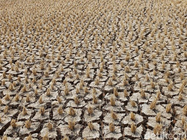 Potret Hamparan Sawah Kering di Kabupaten Bekasi