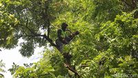 Antisipasi Tumbang, Batang Pohon Rindang Dipangkas