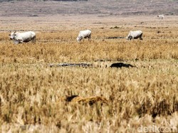 Krisis Pangan Sudah di Depan Mata, Beneran Nih?