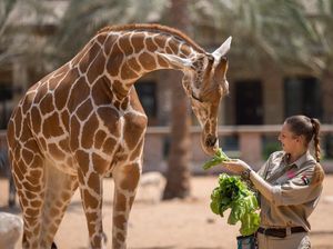 Belajar Arti Berjuang dari Jerapah yang Dikeroyok Kawanan Singa