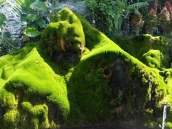 Taman Bunga Selecta dan Kisah Kejayaan Indonesia