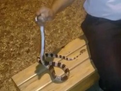 Heboh Ular Weling Mematikan, Ini Imbauan Polisi untuk Warga
