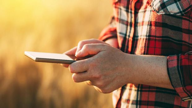 Female farmer standing in ripe wheat field and using mobile phone or smartphone app, selective focus