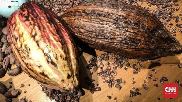 Cokelat Ransiki dari Pegunungan Arfak, Papua Barat yang diolah oleh Pipiltin Cocoa.