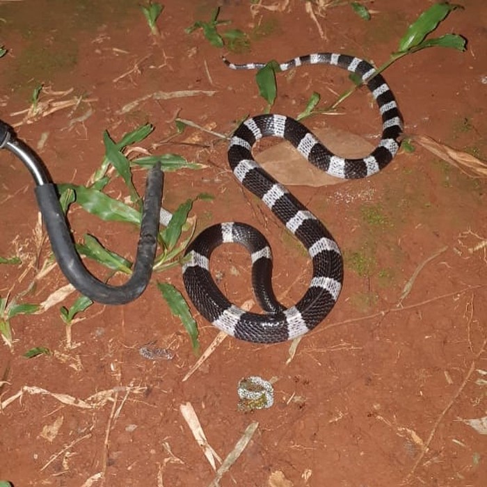 Ular weling atau Bungarus candidus alias Malayan Banded Krait. (Dok Instagram Sioux Indonesia)