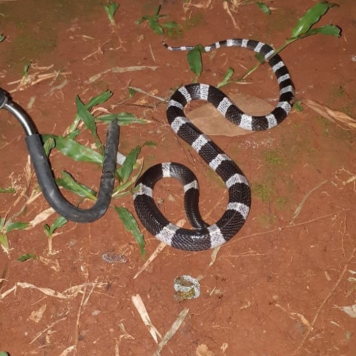 Ular weling atau Bungarus candidus alias Malayan Banded Krait. (Dok Instagram Sioux Indonesia) Ular weling atau Bungarus candidus alias Malayan Banded Krait. (Dok Instagram Sioux Indonesia)