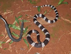Indonesia Tak Punya Antivenom Ular Weling! Jokowi Diminta Dukung Riset