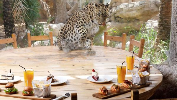 Asyik! Di Kebun Binatang Ini Bisa Makan Ditemani Macan Tutul dan Jerapah