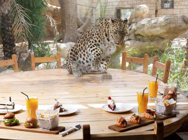 Asyik! Di Kebun Binatang Ini Bisa Makan Ditemani Macan Tutul dan Jerapah