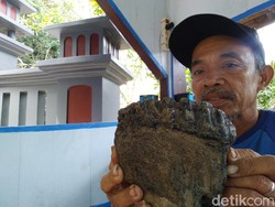 Rahang Gajah Purba Terkubur 1,5 Meter di Tanah Milik Unyil