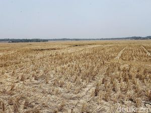 1.593 Hektare Sawah di Aceh Besar Kekeringan