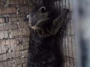 Binturong yang Rentan Punah di Balik Misteri Ternak Kehabisan Darah