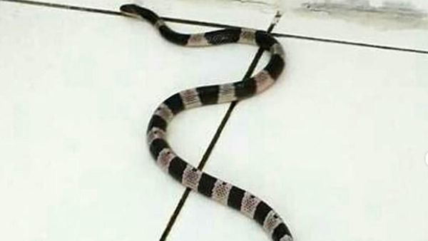 Ini Ular Weling yang Tewaskan Satpam Perumahan di Gading Serpong