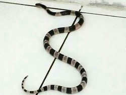 Bukan Pakai Garam, Ini Tips Cegah Ular Masuk Rumah