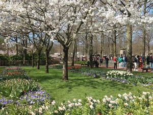 Katakan Cinta dengan Bunga Tulip di Keukenhof