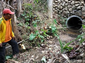 Jejak Harimau di Pacitan, Warga Was-was Hingga Tak Berani ke Ladang