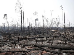 Hutan Amazon Terbakar Gara-gara Produksi Daging Sapi?