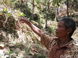 Jejak Harimau Teror Warga Pacitan, Begini Kesaksiannya