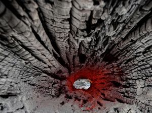 Hutan Amazon Membara dan Merana