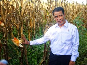 Amran Ungkap Detik-detik Dikabarkan Jadi Mentan Lagi dan Setuju