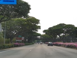 Singapura Sudah Tanam Bougenville di Jalan sejak 10 Tahun Lalu