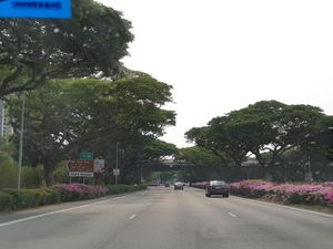 Singapura Sudah Tanam Bougenville di Jalan sejak 10 Tahun Lalu Singapura Sudah Tanam Bougenville di Jalan sejak 10 Tahun Lalu