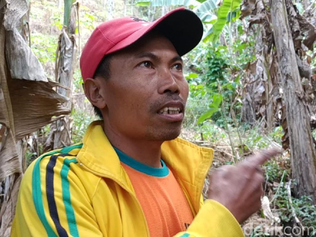 Khawatir Diserang, Warga Pacitan Ingin Harimau Liar Dipindahkan Khawatir Diserang, Warga Pacitan Ingin Harimau Liar Dipindahkan