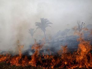 Kisah Sedih Suami Istri Meninggal Karena Kebakaran Hutan Amazon