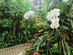 Foto: Aneka Anggrek Langka Ada di Taman Cantik Ini