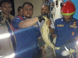 Biawak 1,5 Meter Nangkring di Plafon Rumah Atun