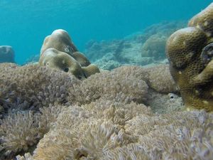 Mau Lihat Pasir Putih dan Karang di Jakarta, ke Tidung Saja