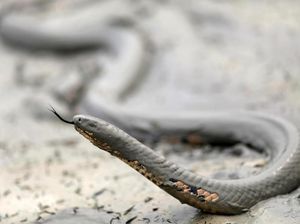 Potret Dramatis Ular Bertahan di Tengah Kebakaran Hutan Amazon