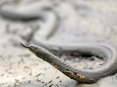 Potret Dramatis Ular Bertahan di Tengah Kebakaran Hutan Amazon