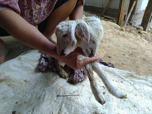 Bikin Kaget Pemilik! Ada Anak Kambing Lahir Berkepala Dua di Bogor