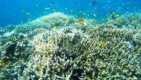 Suramnya Masa Depan Great Barrier Reef