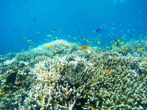 3 Wisata Menakjubkan di Cairns dan Cara ke Sana 3 Wisata Menakjubkan di Cairns dan Cara ke Sana