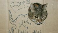 Kocak! Ketika Kucing Dipadu dengan Gambar di Kardus