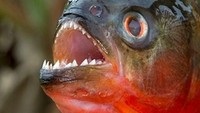 Geger Ikan Piranha Muncul di Malaysia