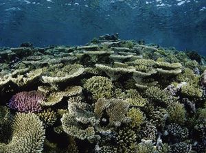 Great Barrier Reef Terancam, Pemerintah Australia Digugat 2 Remaja Great Barrier Reef Terancam, Pemerintah Australia Digugat 2 Remaja